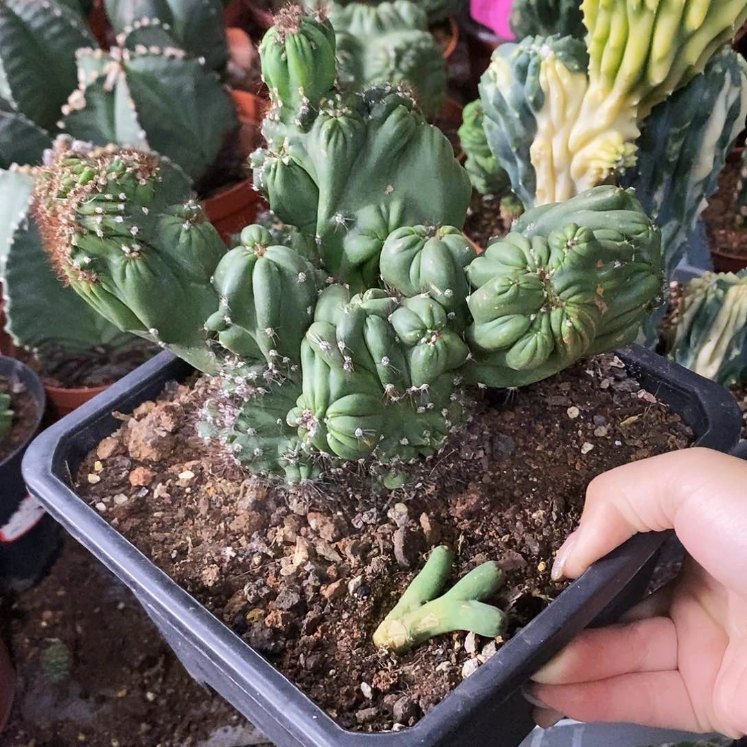 冰***心花花草草花花草草