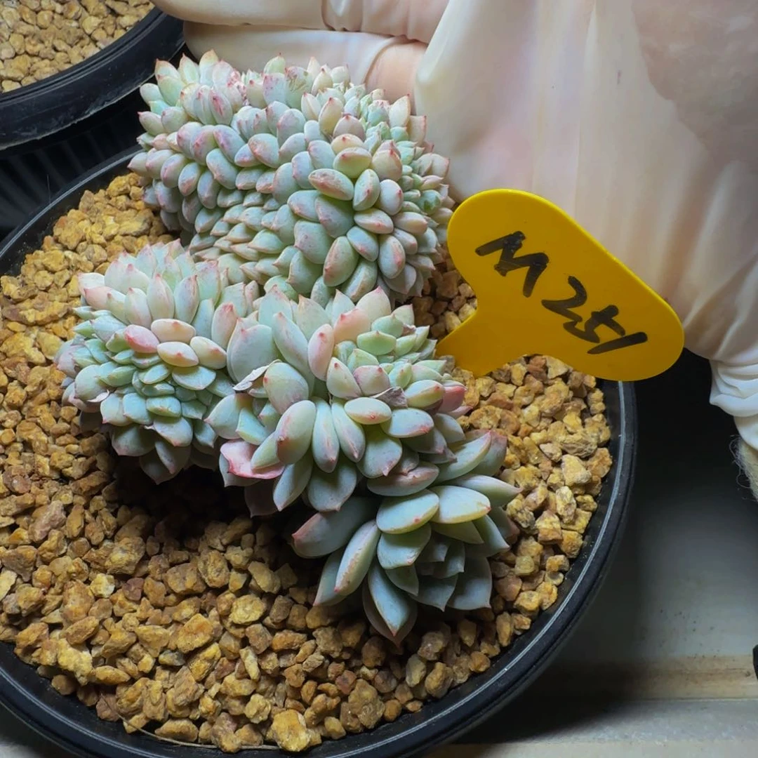 m 251号一物一拍