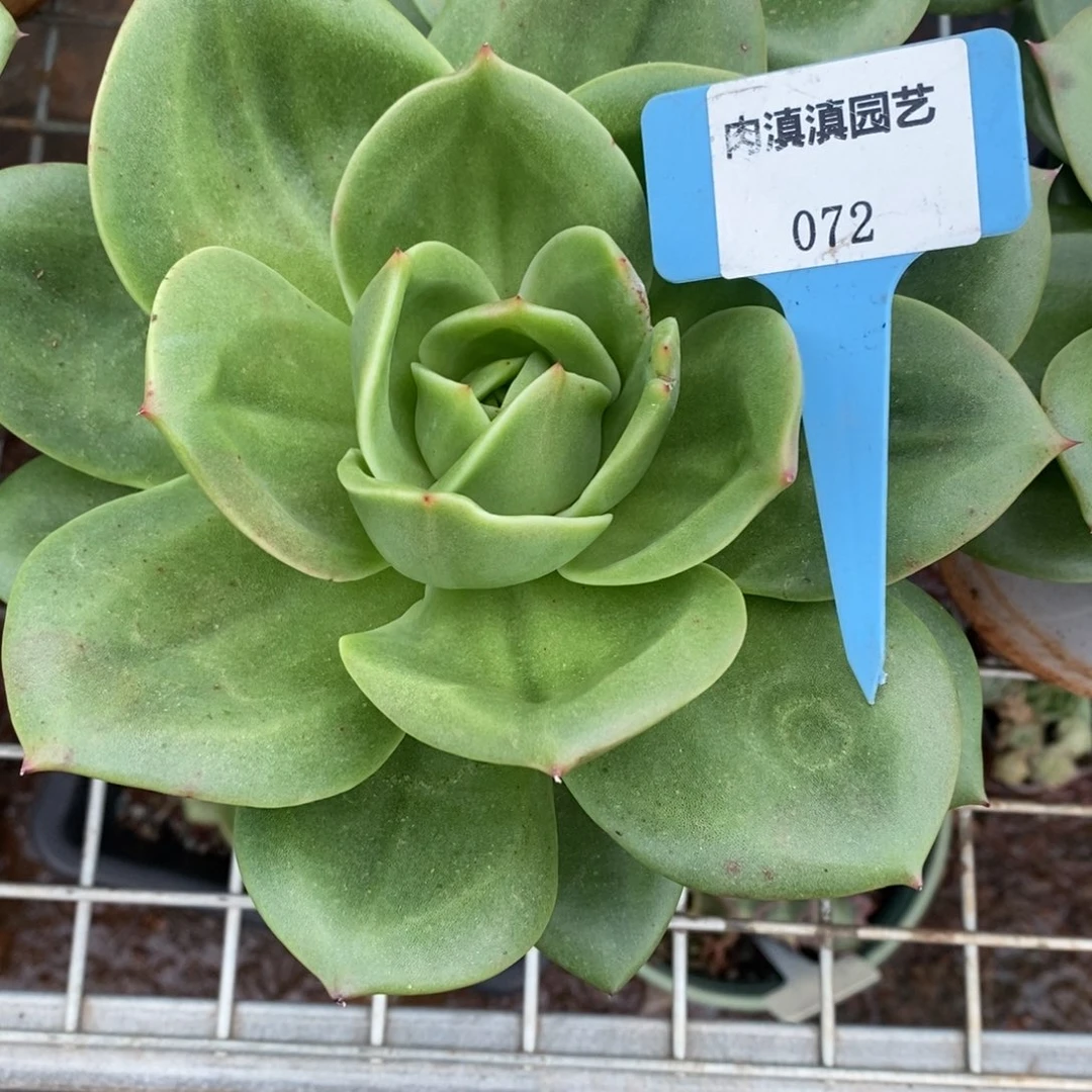 x072-多肉植物 狮子王
