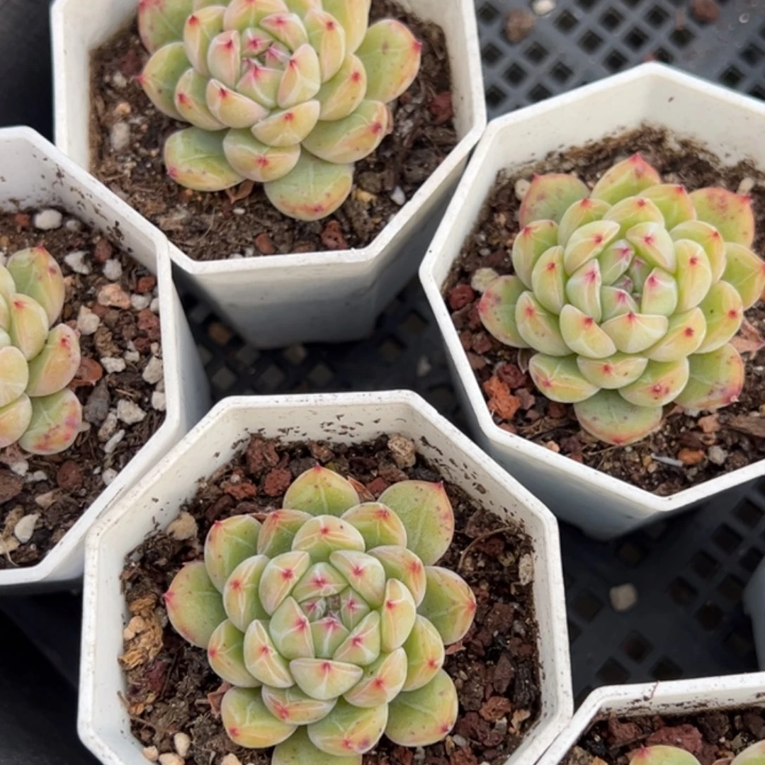 雪花珍妮单头到手1颗量拍多肉满20元包邮下午发货