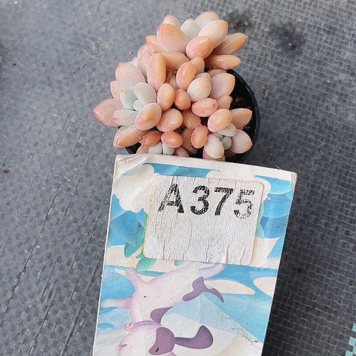 珍**姐375密密麻麻密密麻麻