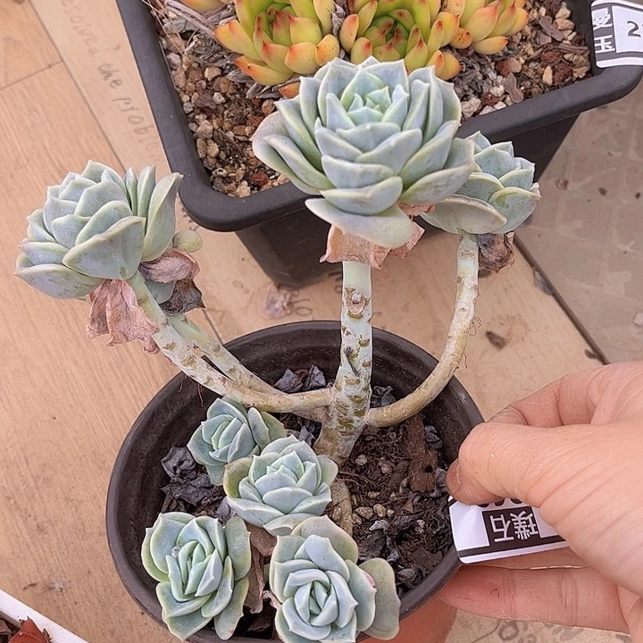 可爱玫瑰2369多肉植物