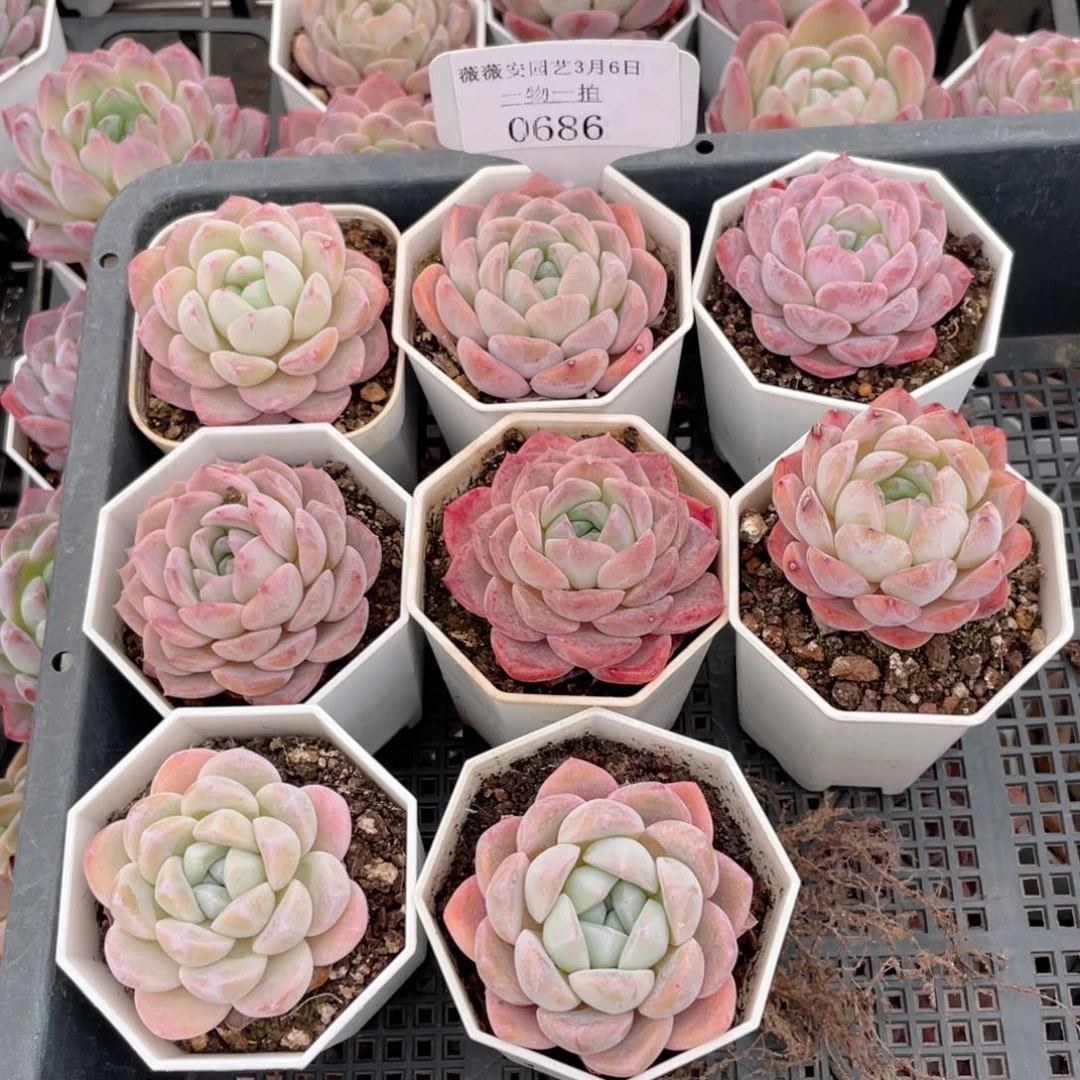 薇薇安园艺多肉0686