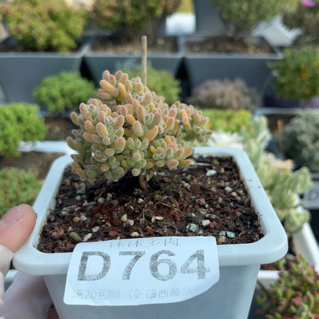 浅***z764女神节福利冰橙