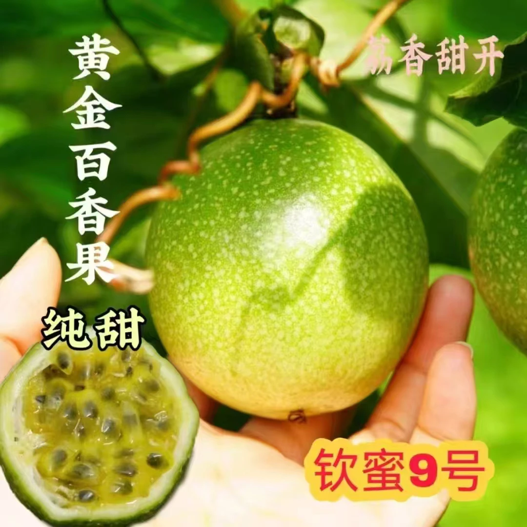 贵州榕江钦蜜九号百香果新鲜当季多汁香甜水果小果40g-60g
