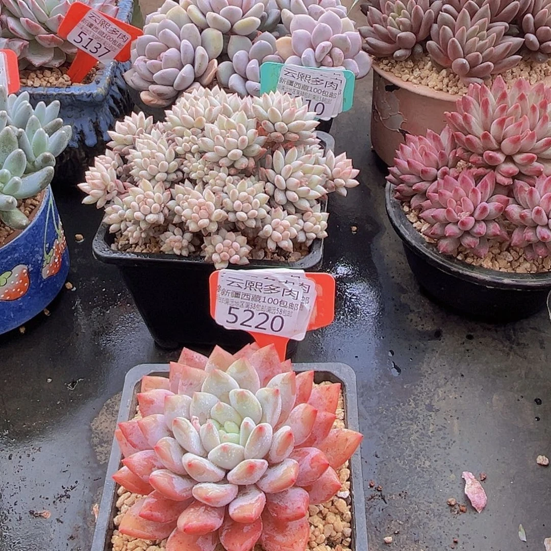 5220半夏多肉植物