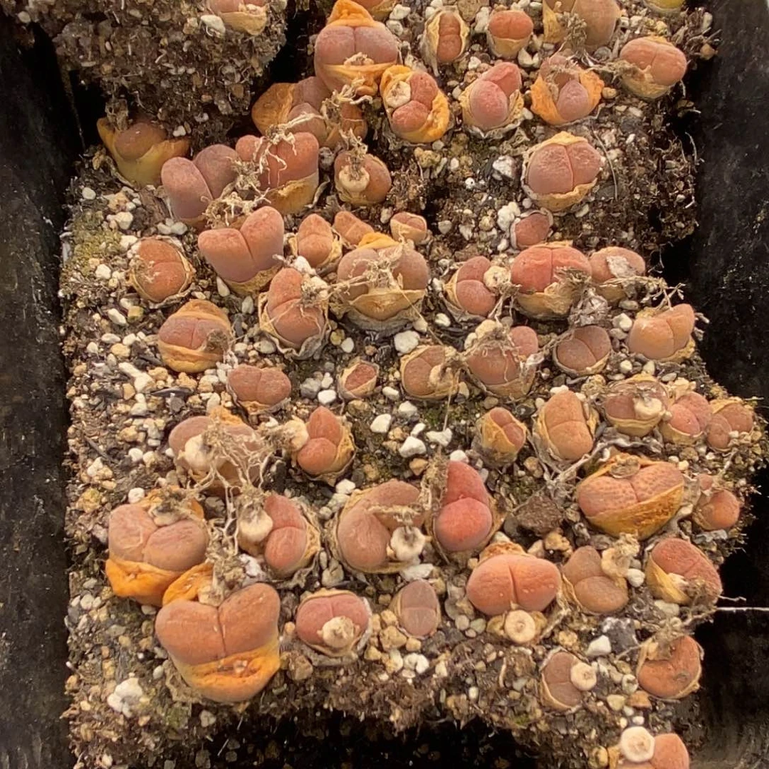 桃喜花园 0602-22风铃福利