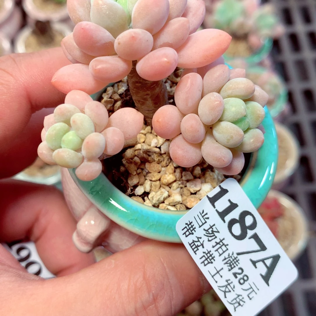 5厘米盆精控多肉1187