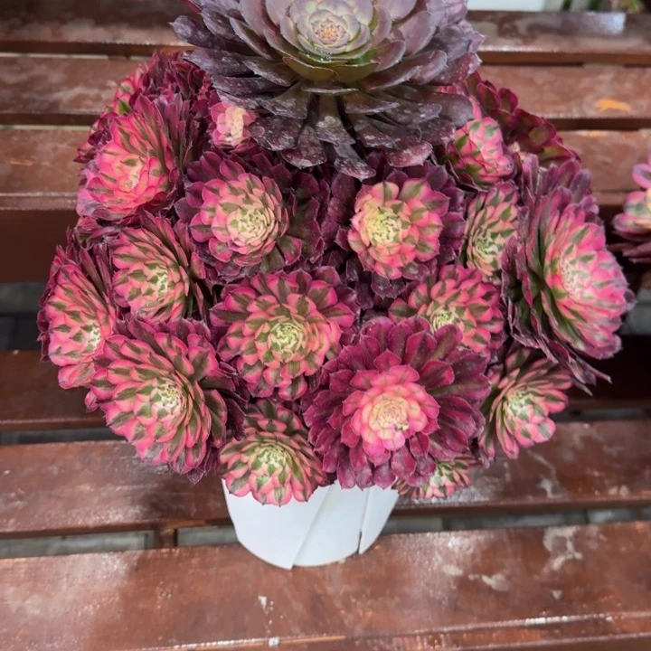 十*爱红铜超白锦790肉肉