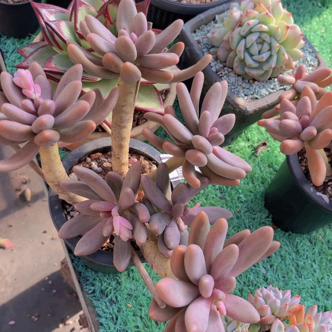 糖果美人3031多肉植物