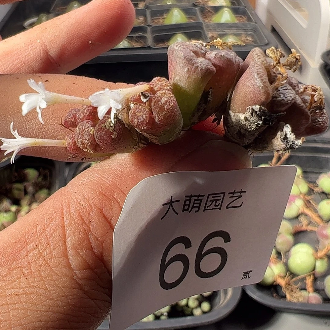 一物一拍。      有疤66