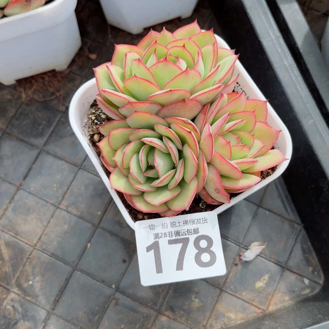 牡丹亭老桩无盆土发货