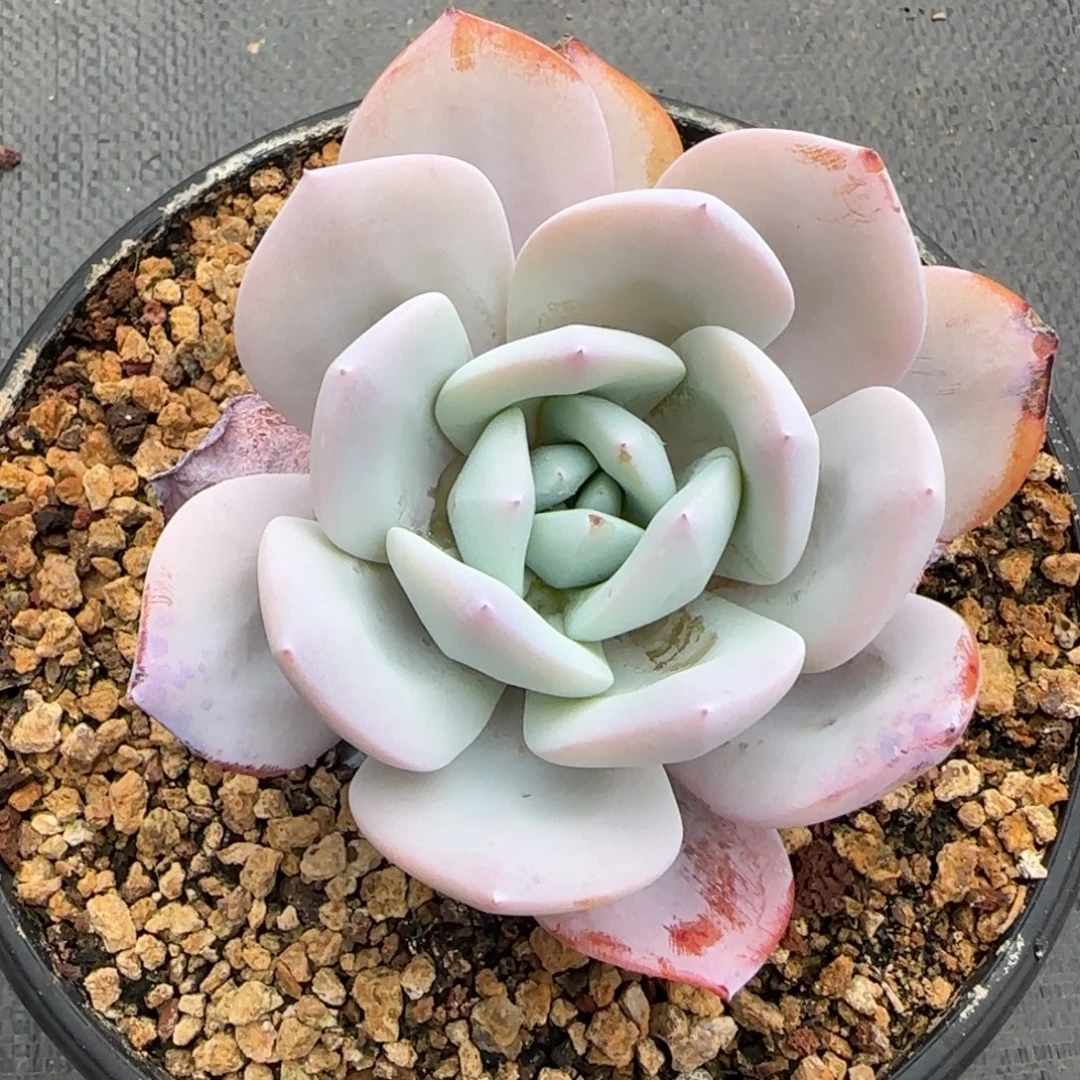 多肉植物一物一拍