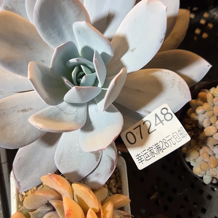 幸运的是我还没幸运