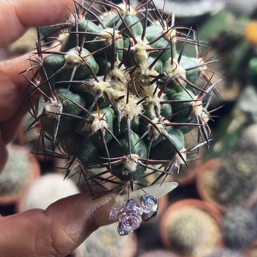 林木圆盘仙人球6666666