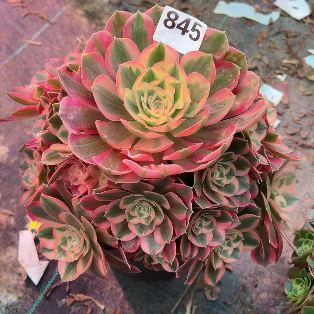 845粉女郎法师多肉植物