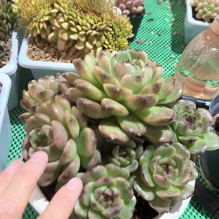 黑橙多肉植物的生长