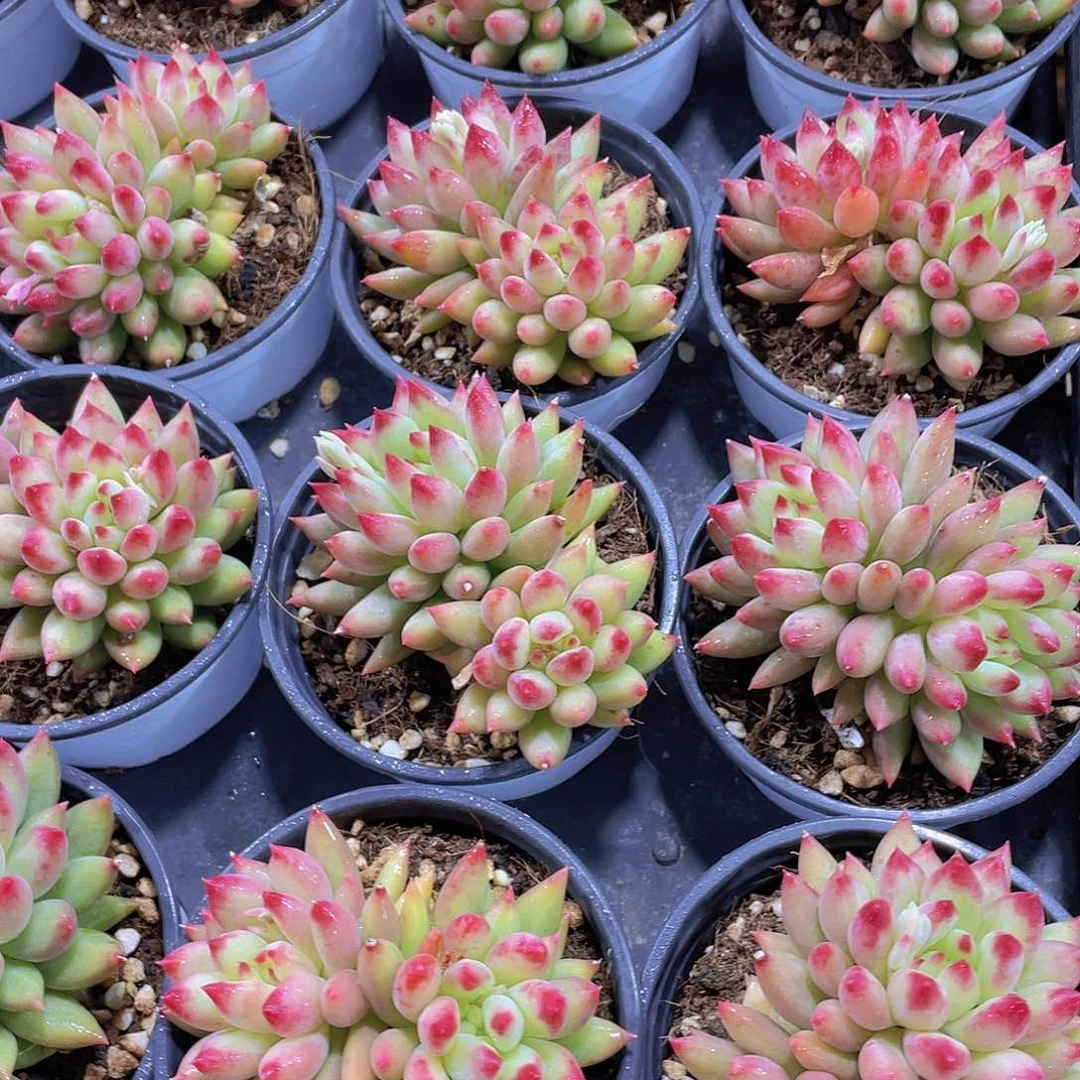 量拍131号 岩字大双头一个