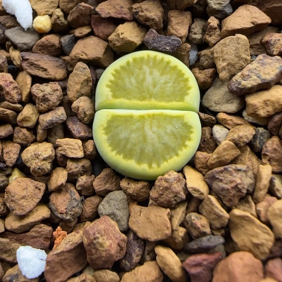 292 生石花大棚直播