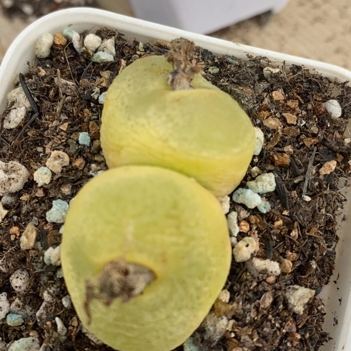 1695一颗一颗一颗