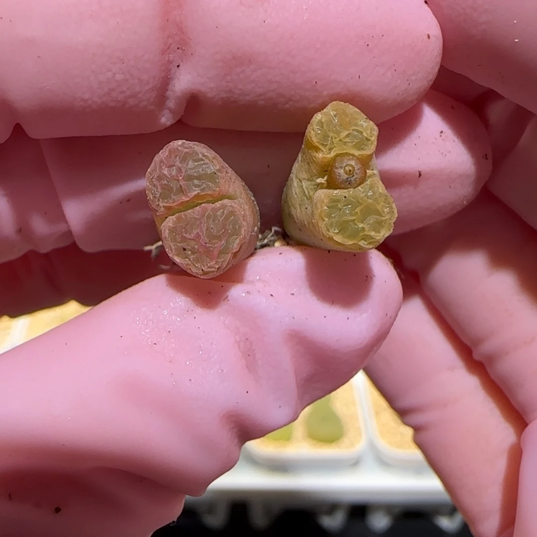 肉锥多肉植物百科-磁铁83