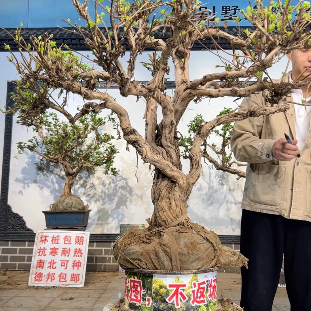无花朵金银花开花4425455859