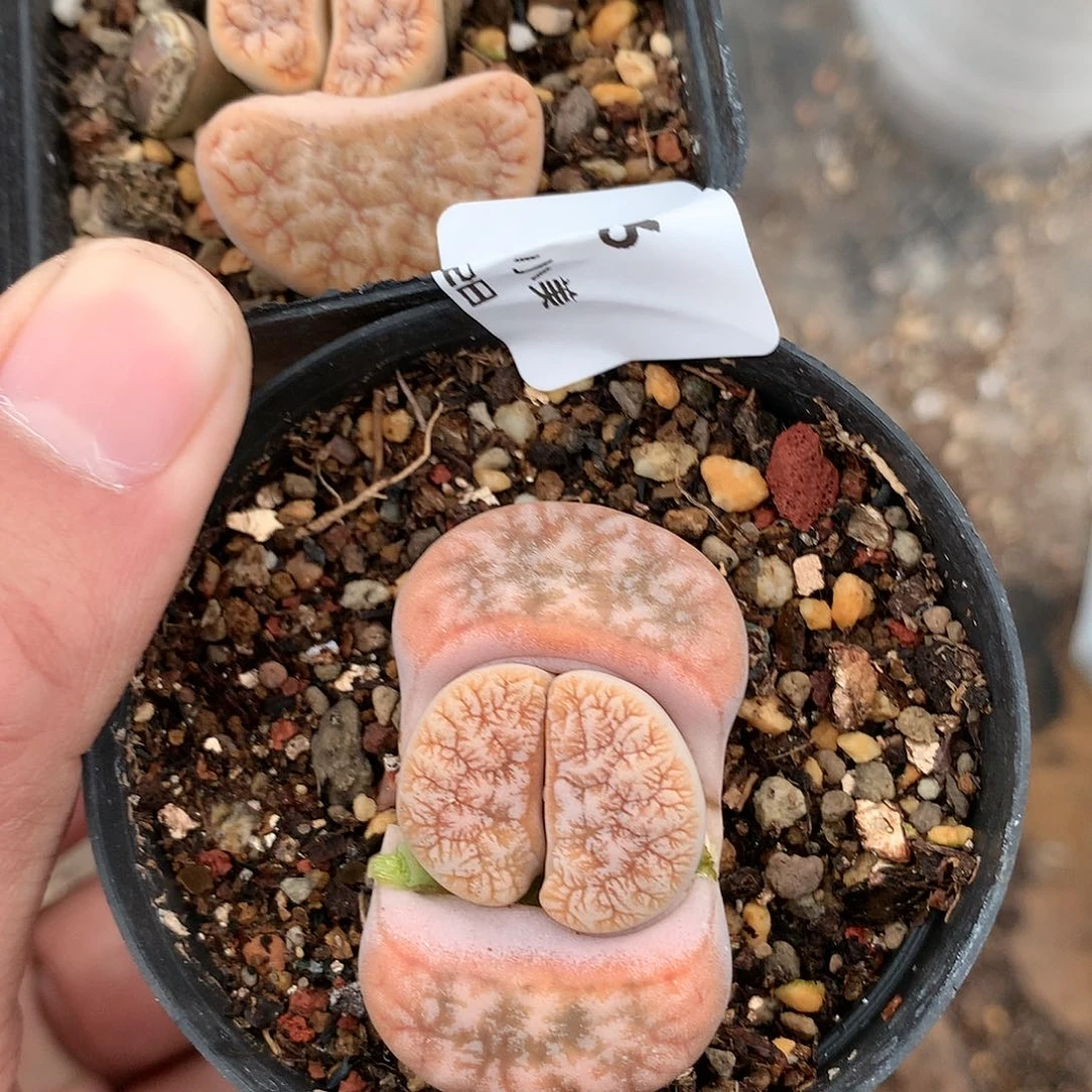 一*X106多肉植物保护