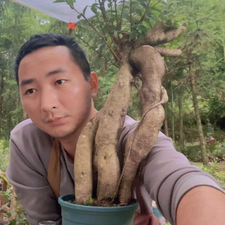 树萝卜等作物的种植面积