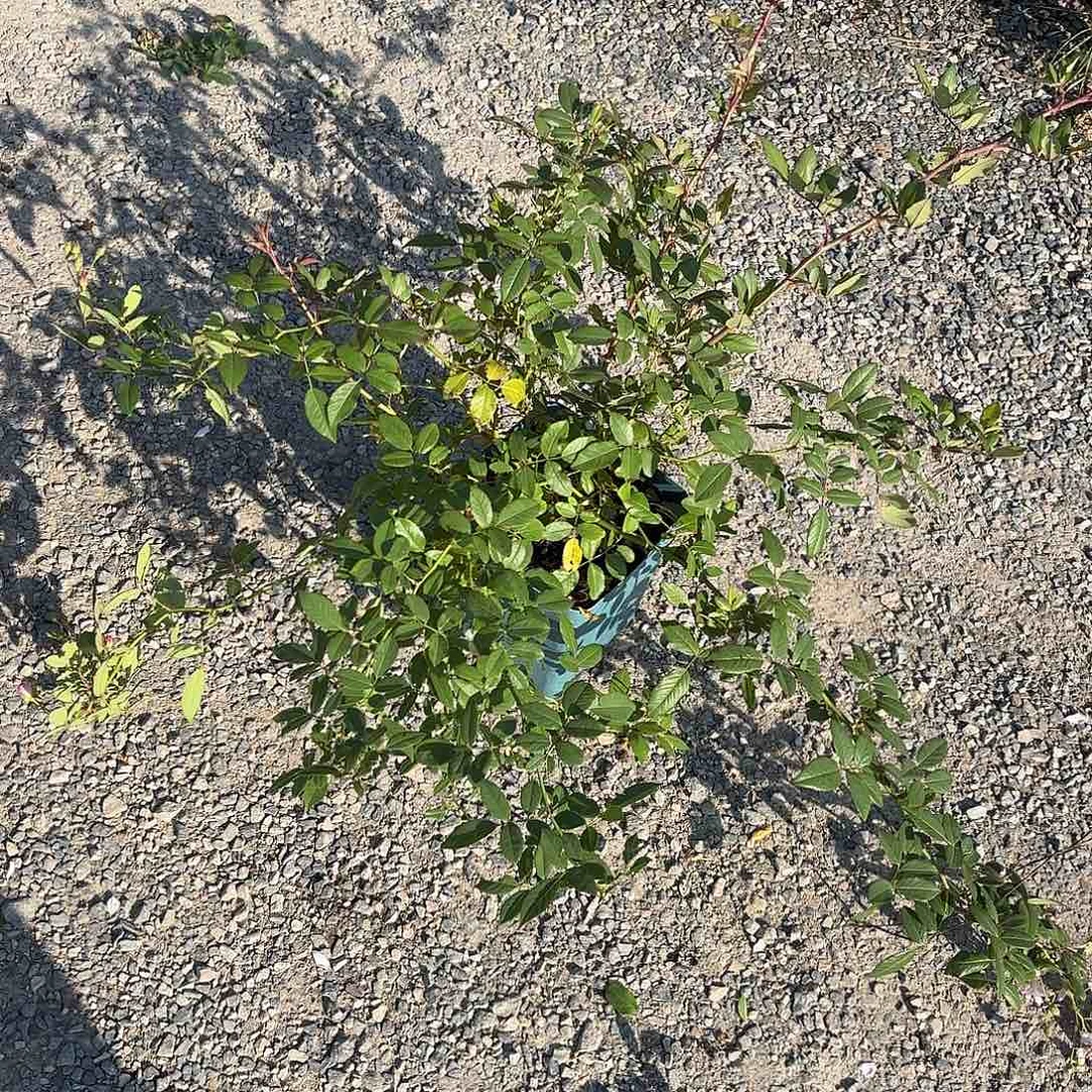 G***柜呼吸香水1.5加仑扦插