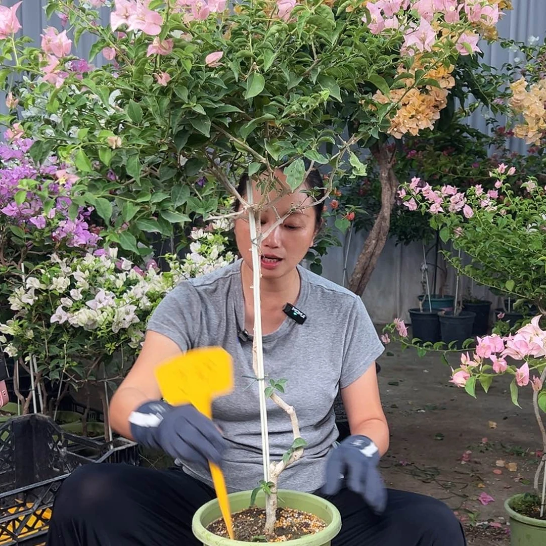 你***呀大部分花苞少量开放J39魔法樱花