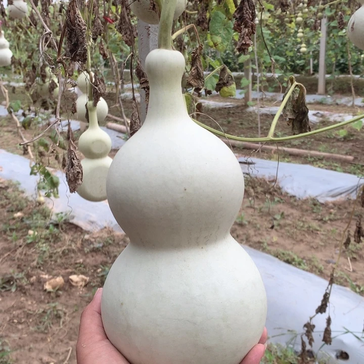 回***事中号现货秒杀现货