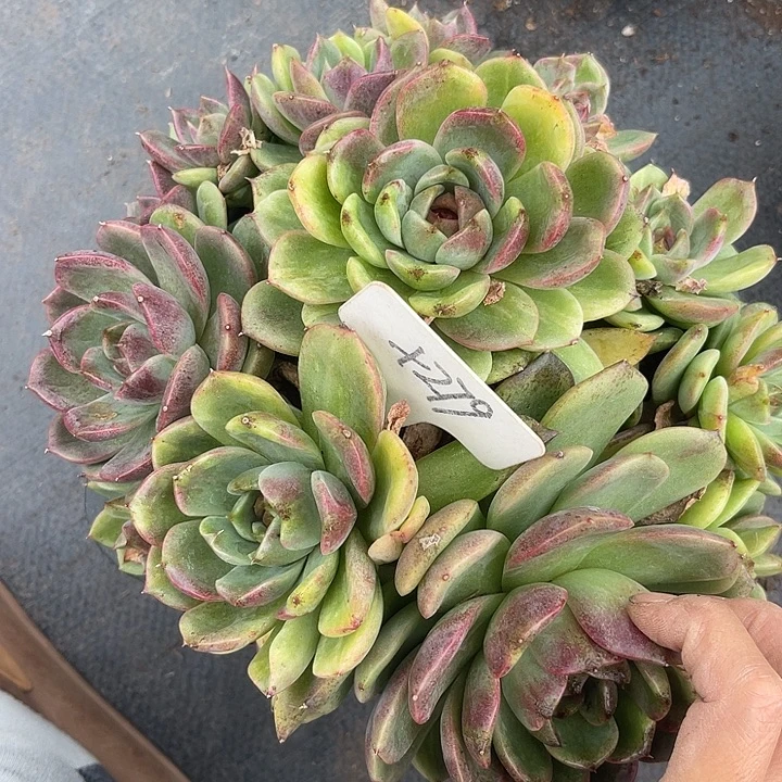晨语的多肉，一物一拍279