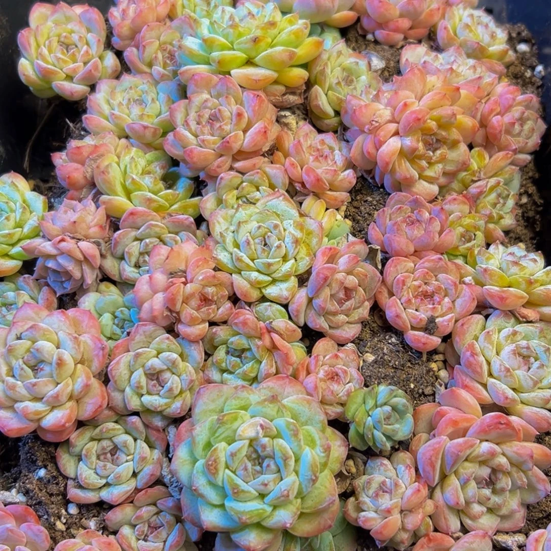 464的人了还在看电视