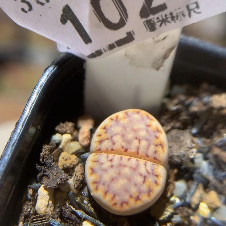 zzz精品生石花1024