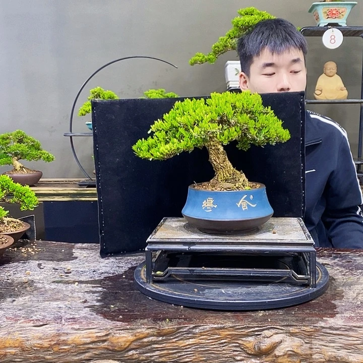 无花朵黄杨盆景四季常青