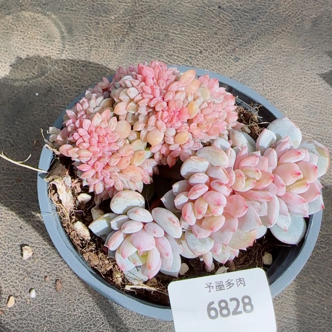 星星橙缀化，6828多肉植物