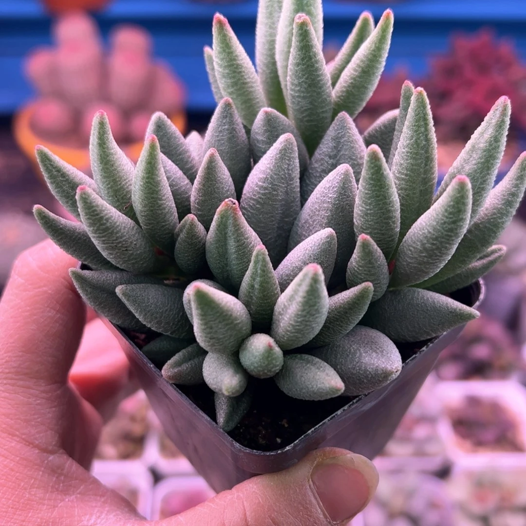 远**鹰哈默大红嘴。