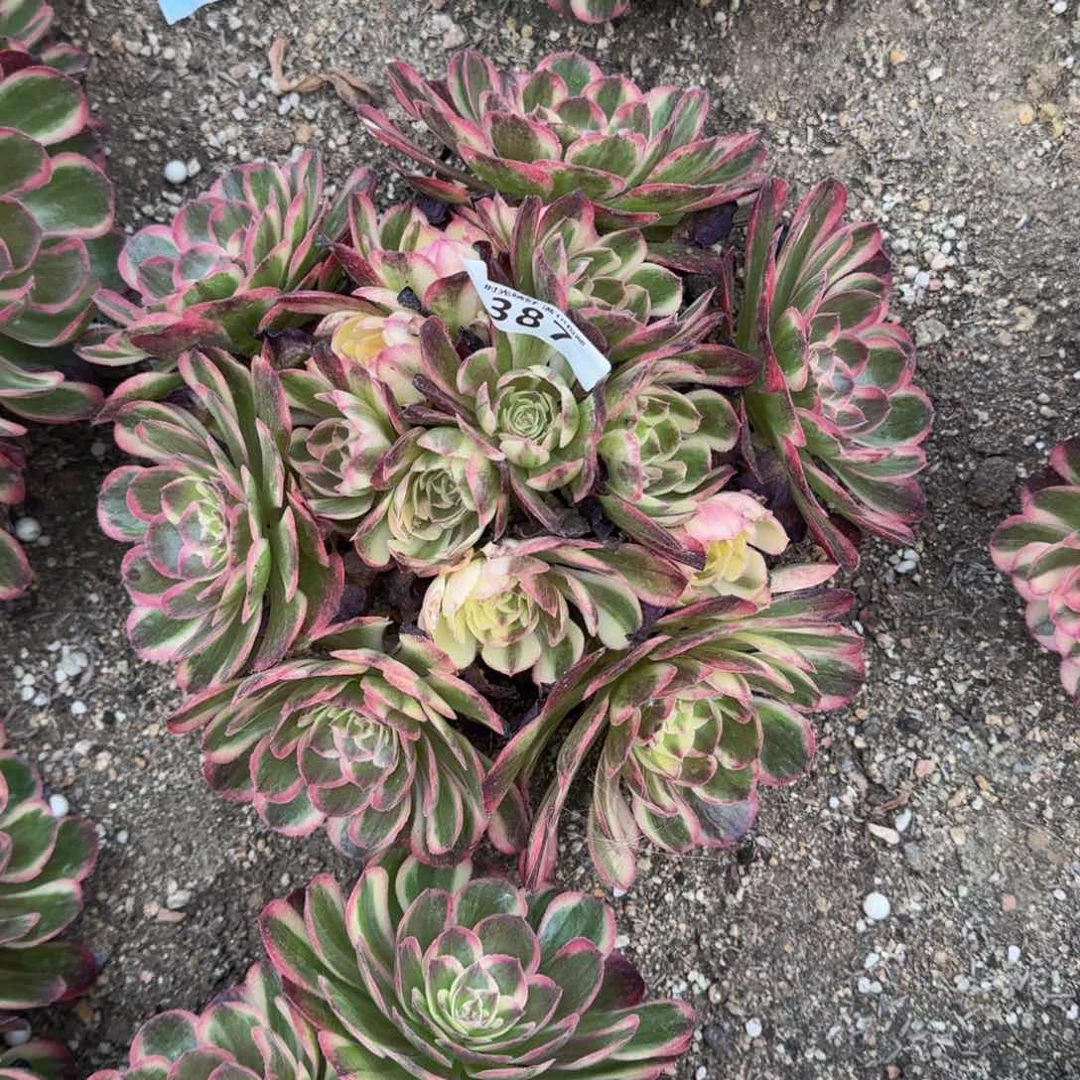 ?**?387海神多肉植物