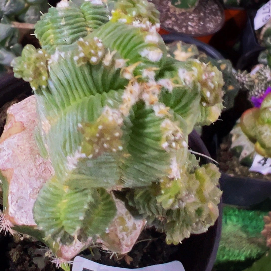 无花朵五星花龙群599