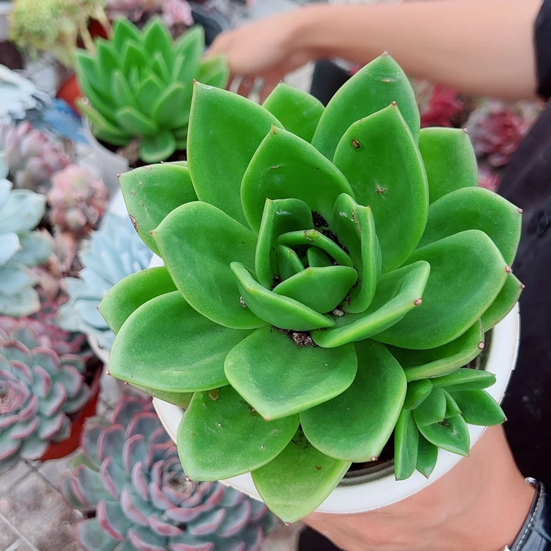 翠花大单头精控精养