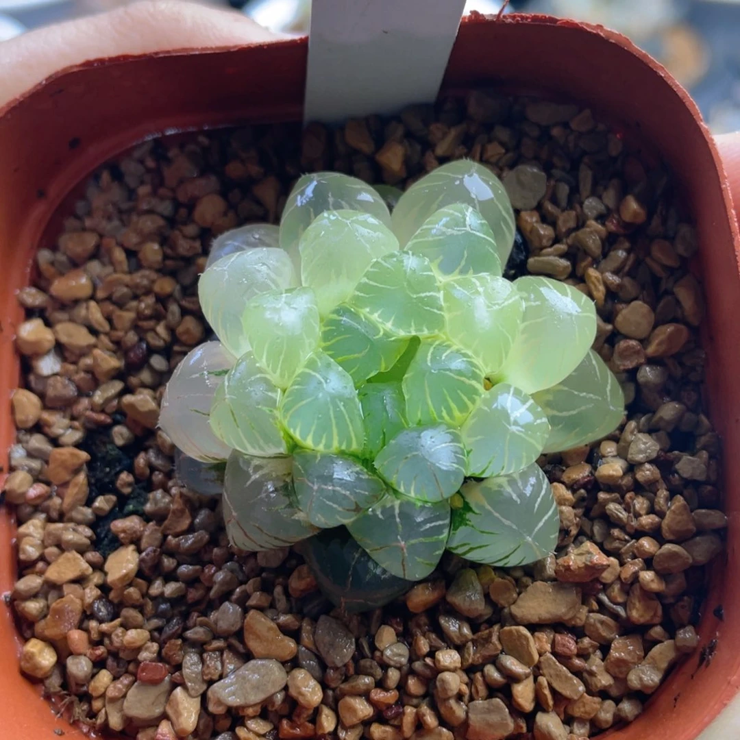 22.十二卷多肉非组姬玉露锦。