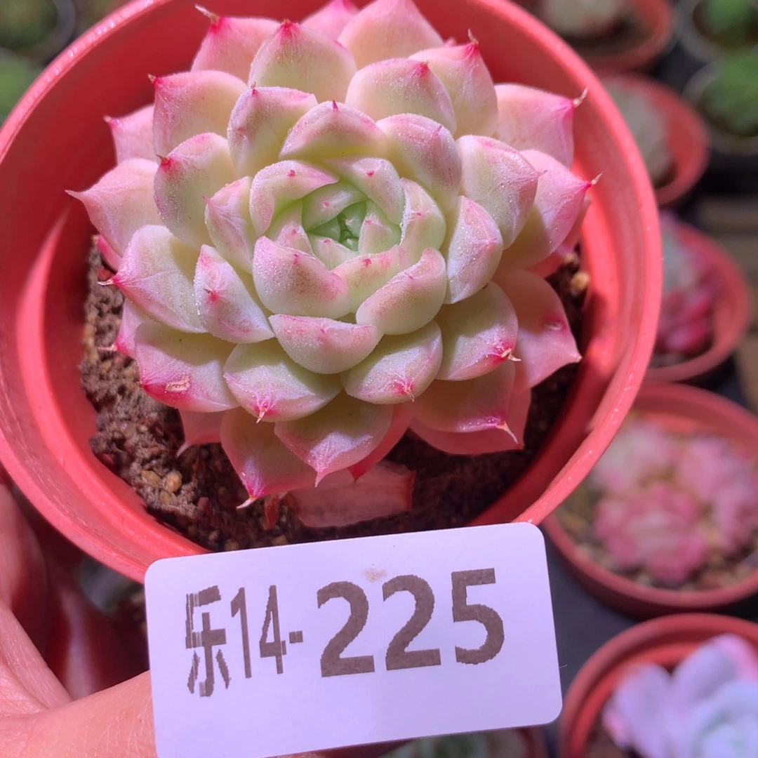 乐然14-225 女王玫瑰