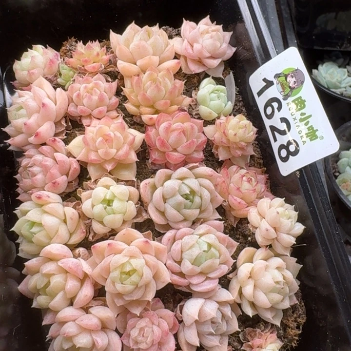 无花朵多肉植物多肉植物