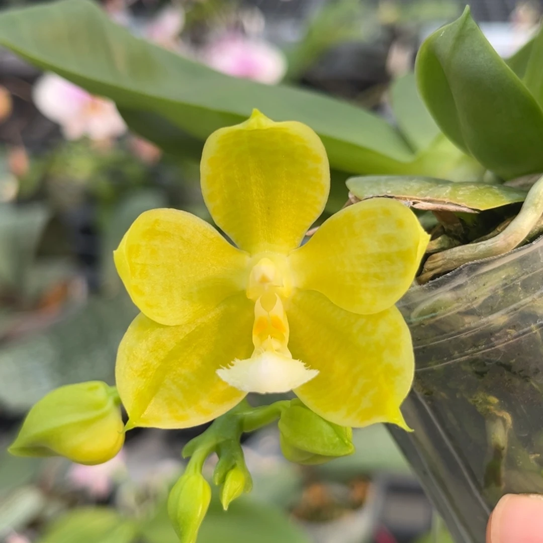 完全开放2.5寸390开花株