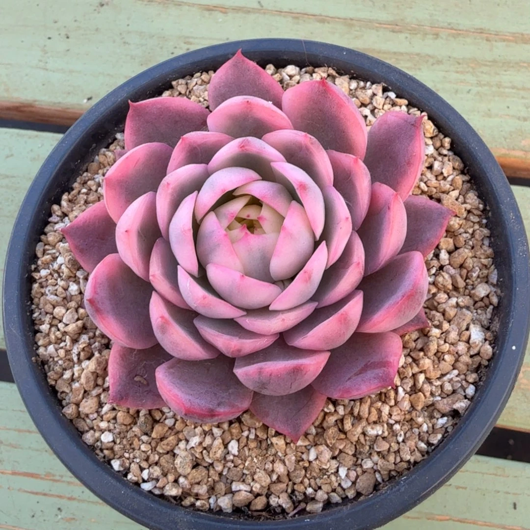 粉水晶锦锦上园艺一物一拍