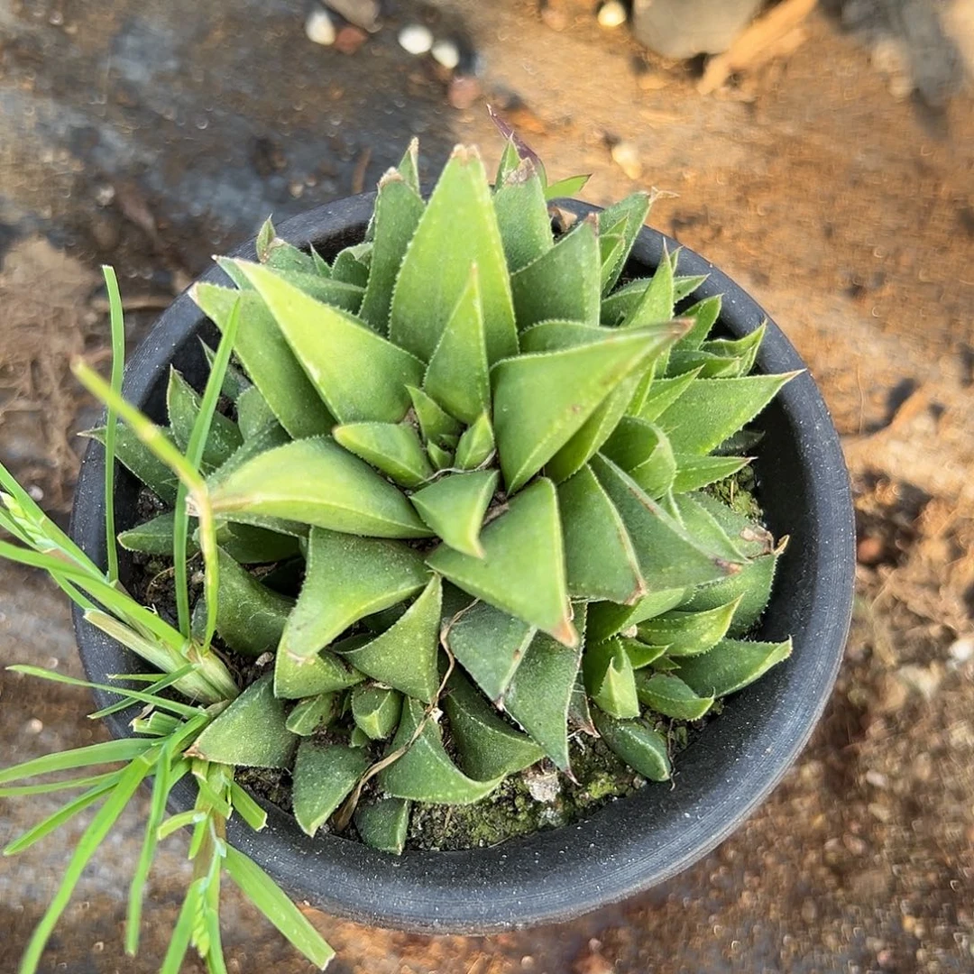 多肉植物白羊宫群