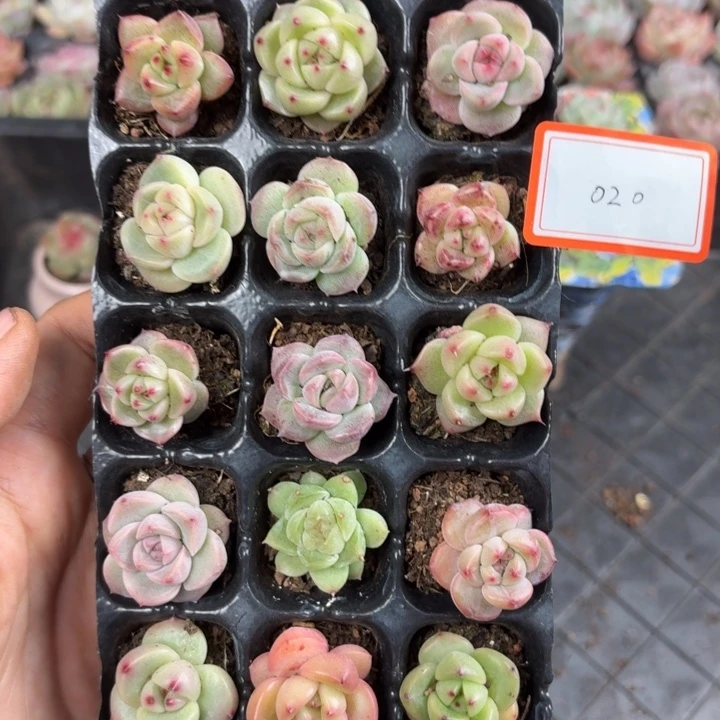 精品多肉直播一物一拍020