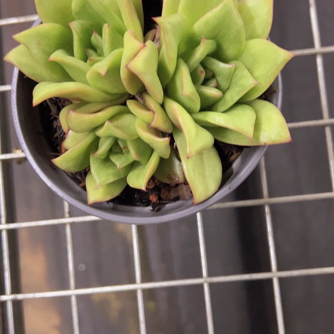 蔷薇玛丽亚三头起