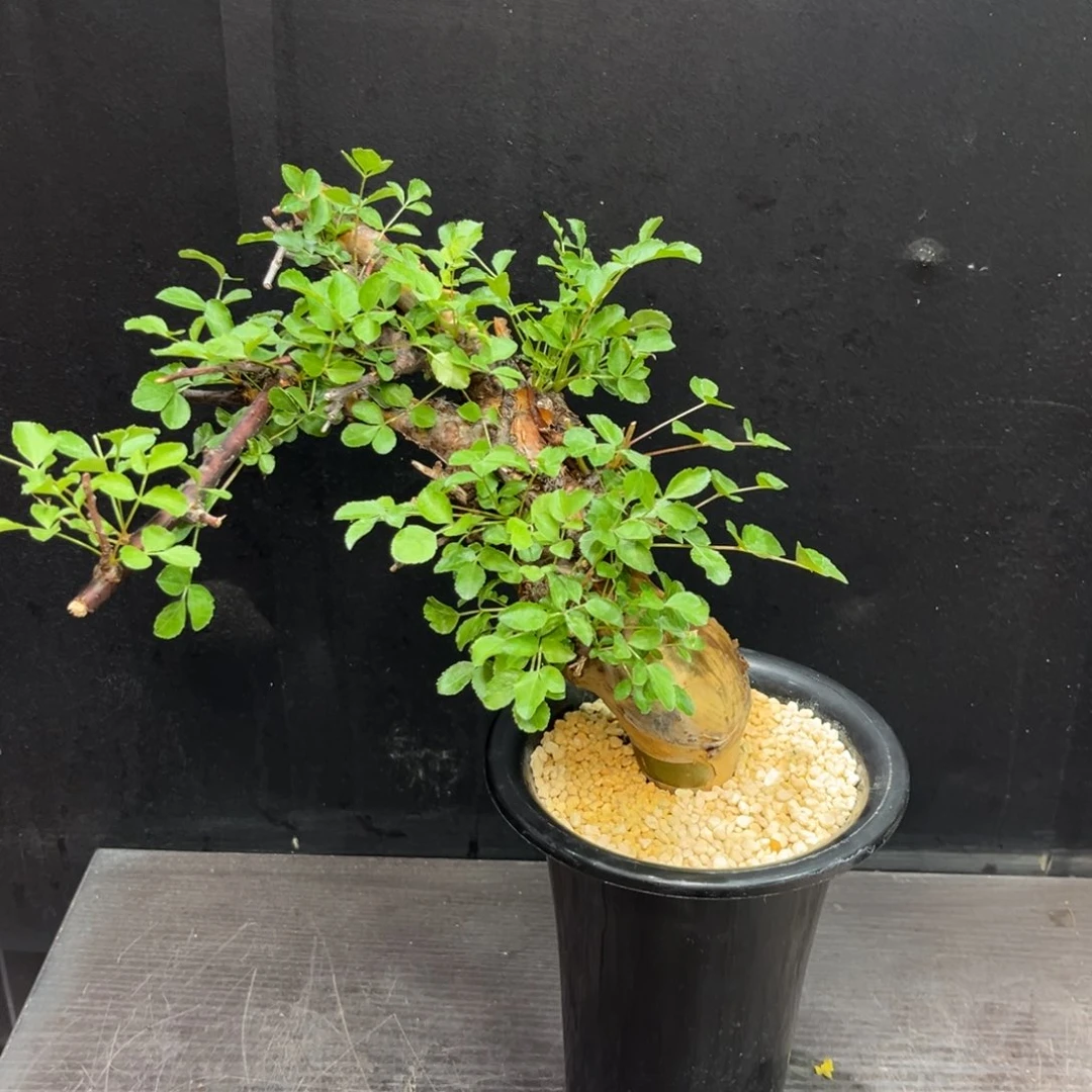 博然恩思Zzzzzzzzzzzzzz