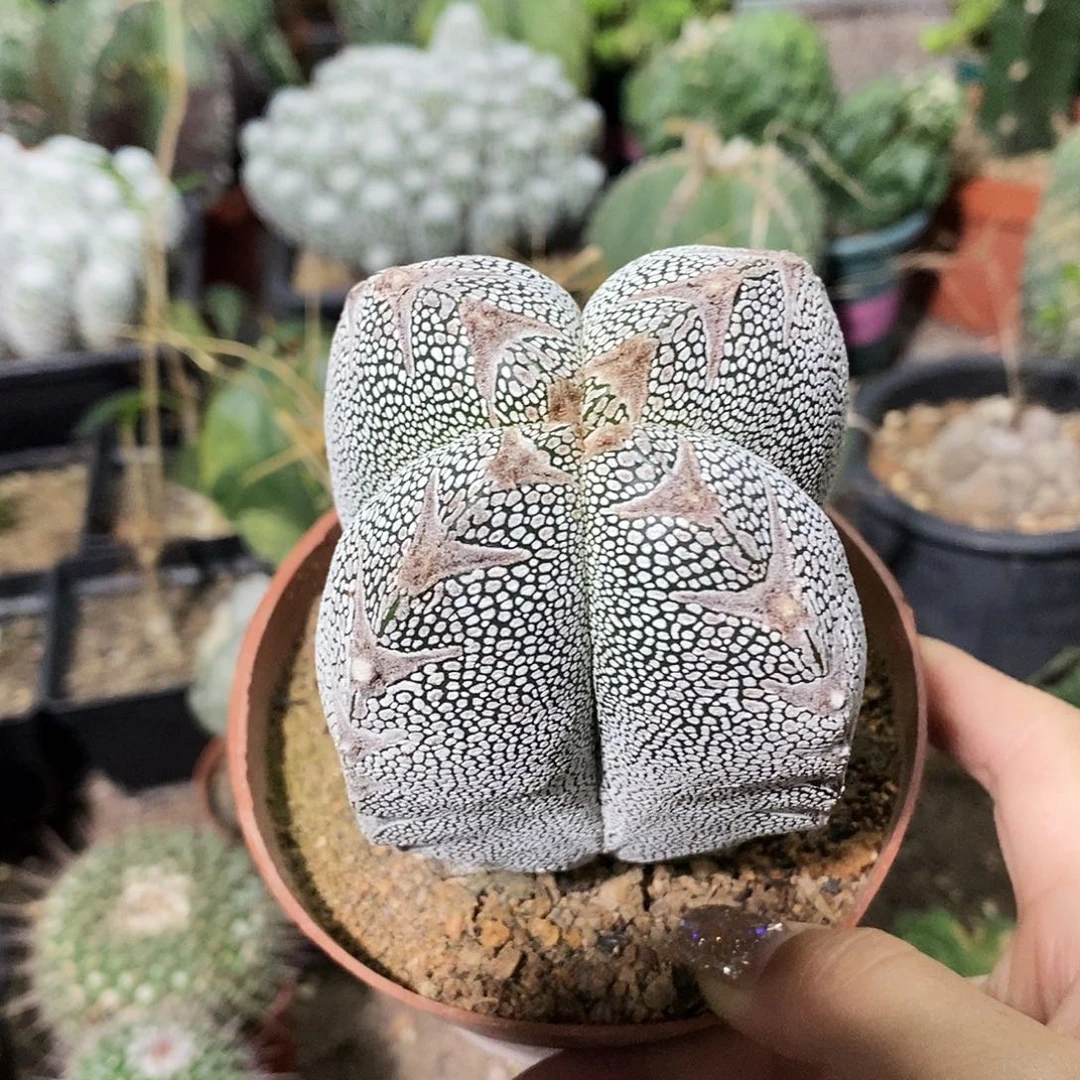 花花草草花花草草